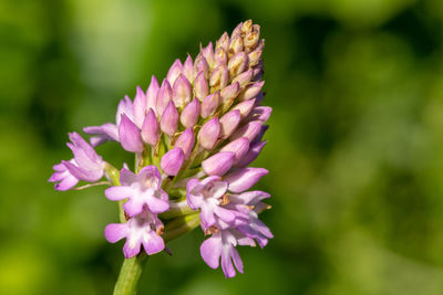 Close up of a pyramid orchid  in bloom