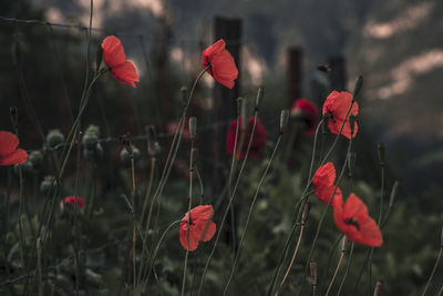 Close-up of red poppy flowers on field