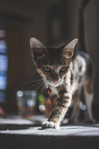 Close-up portrait of a cat