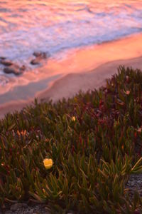 Close-up of plants growing in sand against sky