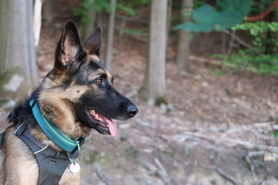 Close-up of dog looking away