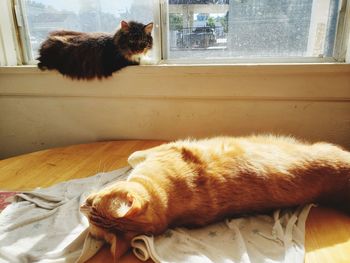 Cat lying in the window