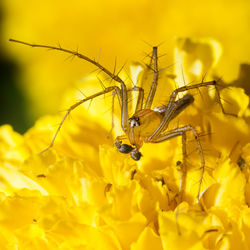 Close-up of insect on yellow flower