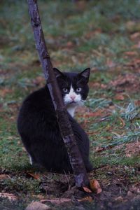 Portrait of cat sitting on field