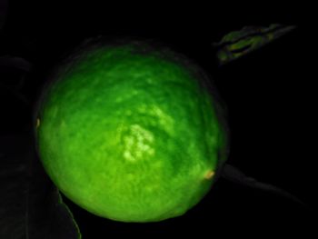 Close-up of fruits on tree