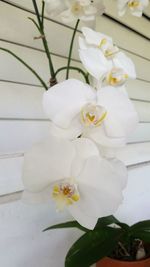 Close-up of white flower