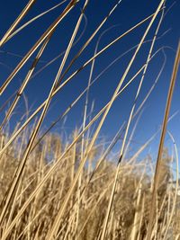 Close-up of crops growing on field against sky