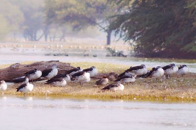 Flock of ducks swimming on lake