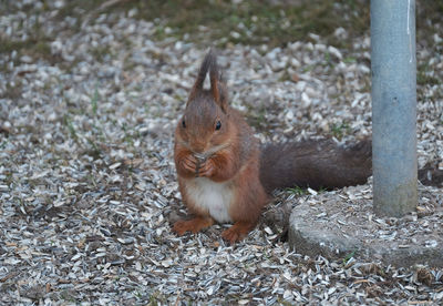 High angle view of squirrel on land