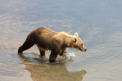 High angle view of bear walking on riverbank