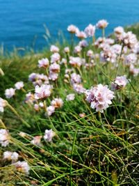 Close-up of purple flowering plants on field