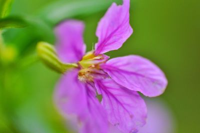 Close-up of pink day lily blooming outdoors