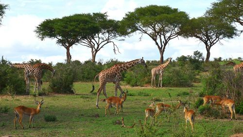 Giraffes and deer at murchison falls national park