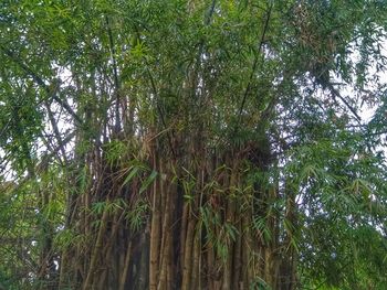 Low angle view of bamboo trees in forest