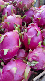 Close-up of pink flowers