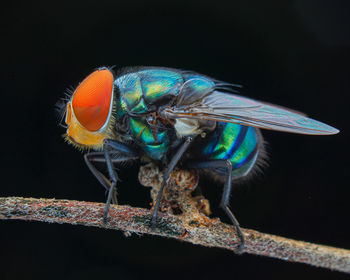 Close-up of fly against black background