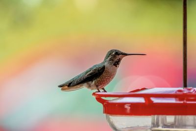 Close-up of hummingbird perching on feeder
