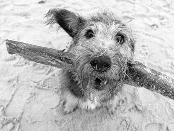 High angle portrait of dog carrying driftwood on sandy beach