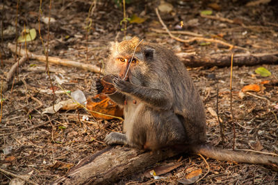 Monkey playing with the sunglasses that he stole from tourists