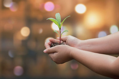 Close-up of hands holding plant