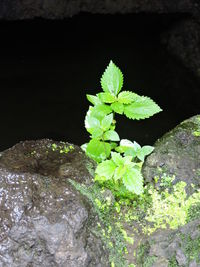 Close-up of plant growing outdoors