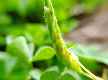 Close-up of fresh green plant