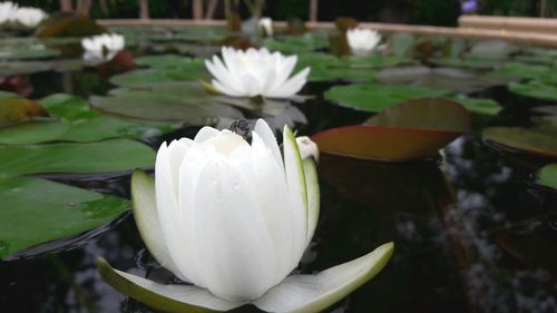 Close-up of white water lily blooming in pond