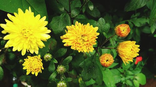 Close-up of yellow flowering plants