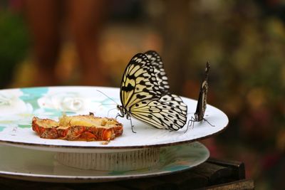 Close-up of butterfly on plate