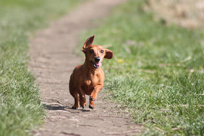 Portrait of a dog running on field