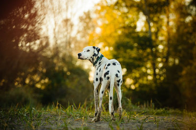 Dog on grass