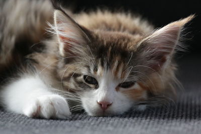 Close-up portrait of cat