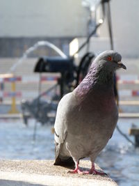 Close-up of pigeon perching on a wall
