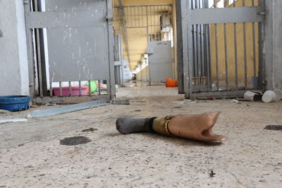 Torture in prisons, arbitrary detention, and the elimination of criminals.