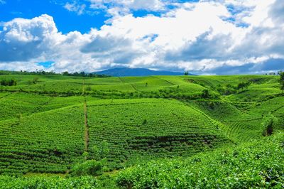 Scenic view of agricultural field against sky