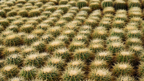 Full frame shot of cactus