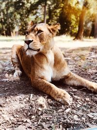 View of lion sitting on field