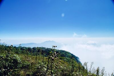 Plants growing on mountain against blue sky