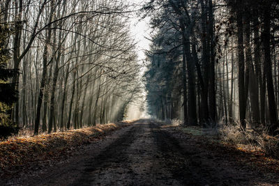 Trees in forest