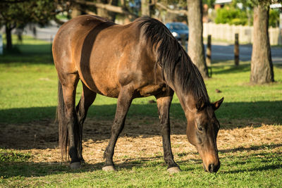 Horse grazing in a field