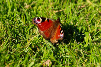 Close-up of butterfly on flower