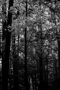 View of tree trunk