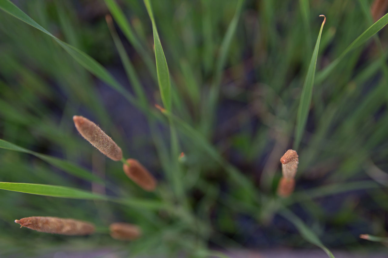 CLOSE-UP OF FLOWERING PLANT