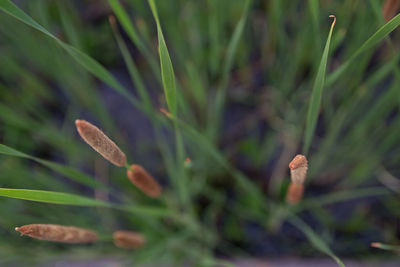 Close-up of flower buds