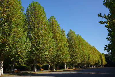 Trees in park against clear blue sky