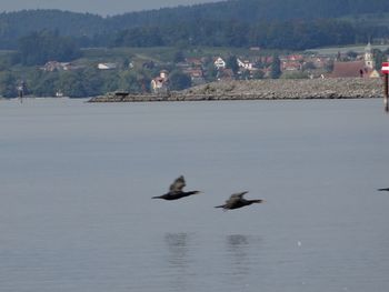 Birds flying over lake