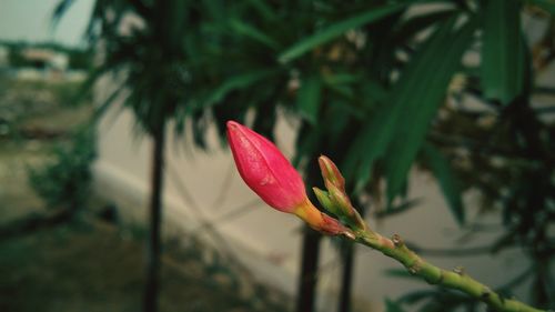 Close-up of pink flower