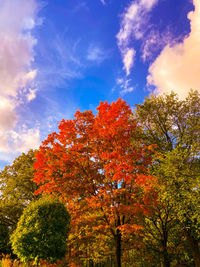 Low angle view of autumnal trees against blue sky