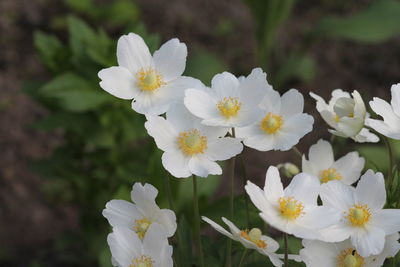 Close-up of white flowering plant
