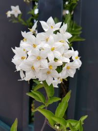 Close-up of white flowering plant